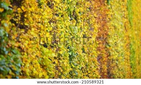 Background group autumn orange leaves green Outdoor background nature