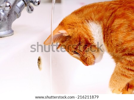 Animals at home - red cute little cat pet kitten in bathroom sink drinking water