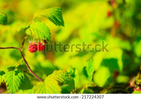 Forest raspberry ripe raspberries on a plant green background.
