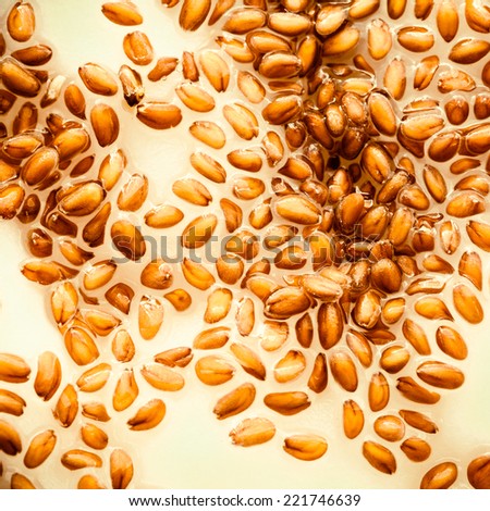 Nature. Closeup of cress seeds planted to grow on wet cotton as background. Plant and food ingredient. Square format.