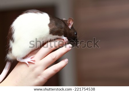 Animals at home. Friendly pet white brown rat in human hand indoor