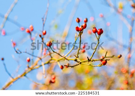Red hawthRed hawthorn berries, healthy wild fruits on blue sky backgroundorn berries, healthy wild fruits on blue sky background