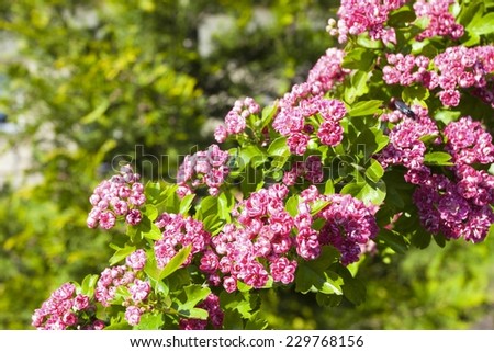 Nature. Closeup of branch with beautiful bloosoming pink flowers of hawthorn tree. Spring.
