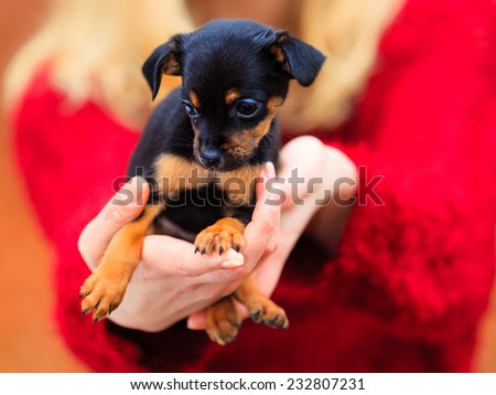 Pets and people, pet adoption. Woman showing her little dog pet outdoor, hugging lovingly embraces her puppy.