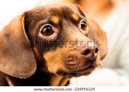 Animals at home. Closeup dachshund chihuahua and shih tzu mixed dog portrait indoor