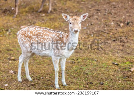 Young female fallow deer doe at park. Animals beauty in nature.
