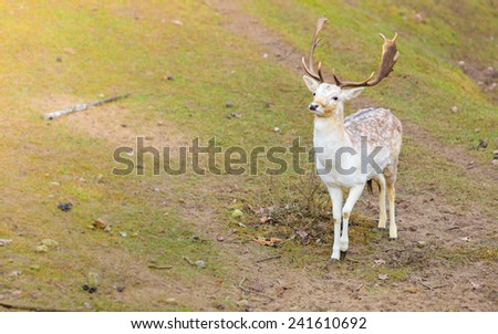Young male fallow deer buck at park. Animals beauty in nature.