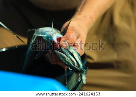 Fishing - man angler cleaning preparing fish aboard boat, outdoors. Cruelty to animals.