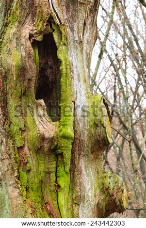 Old tree trunk with moss detail in autumn forest