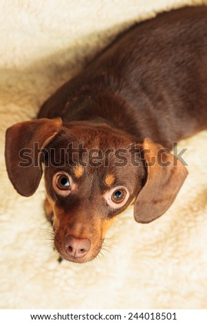 Animals at home. Dachshund chihuahua and shih tzu mixed dog relaxing on bed on woolen blanket indoor