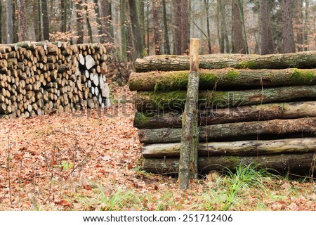 Wooden logs. Timber logging in autumn forest. Freshly cut tree logs piled up. Autumnal fall scenery.