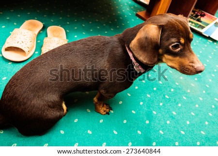 Animals at home. Dachshund chihuahua and shih tzu mixed dog sitting on green carpet indoor