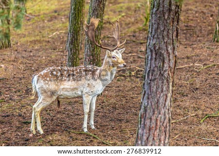 Young male fallow deer buck in forest. Animals beauty in nature.