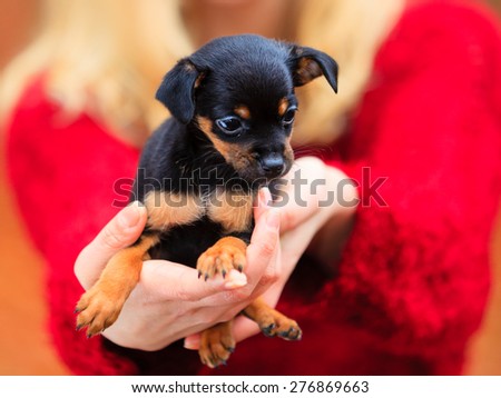 Pets and people, pet adoption. Woman showing her little dog pet outdoor, hugging lovingly embraces her puppy.