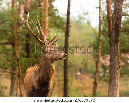 Majestic powerful adult male red deer stag in autumn fall forest. Animals in natural environment, beauty in nature.