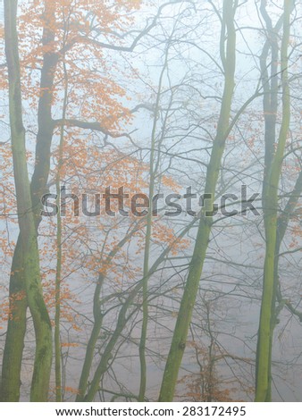 Nature and environment. Forest autumnal trees. Landscape in the foggy hazy day.