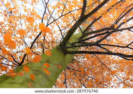 Colorful single big autumn tree with orange leaves in forest or park