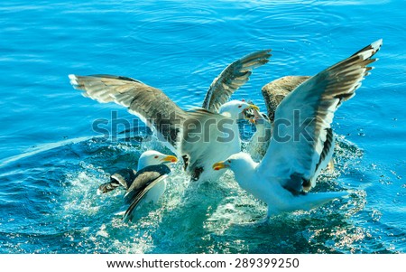 Animals nature and action. Flock of seagulls in fight for food in the water.