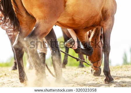 Woman girl cleaning horse hoof horsehoe with paddle.