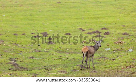 Young deer on meadow. Animals in natural sitting, beauty in nature.