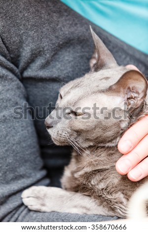 People and animals at home concept. woman relaxing on sofa, cat pet lying in her hands