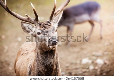 Majestic powerful adult male red deer stag with herd in autumn fall forest. Animals in natural environment, beauty in nature.