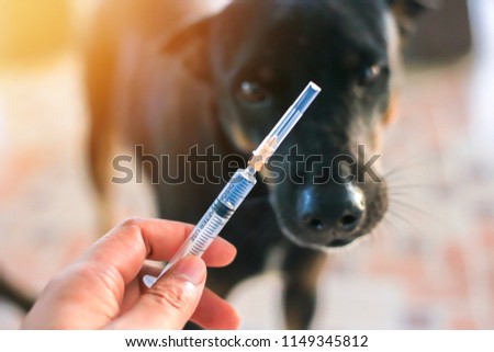 Vaccine Rabies Bottle and Syringe Needle Hypodermic Injection,Immunization rabies and Dog Animal Diseases,Medical Concept with Dog blurred Background.Selective Focus Vaccine vial