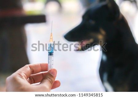 Medical hand holding needle syringe hypodermic drug vaccine rabies bottle and injection,immunization rabies and Dog  diseases,medical concept with Dog blurred Background