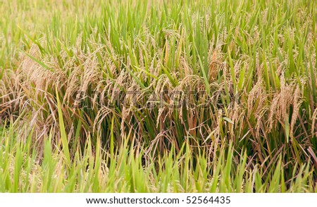 Young plants of rice in the field of the sun on a summer day
