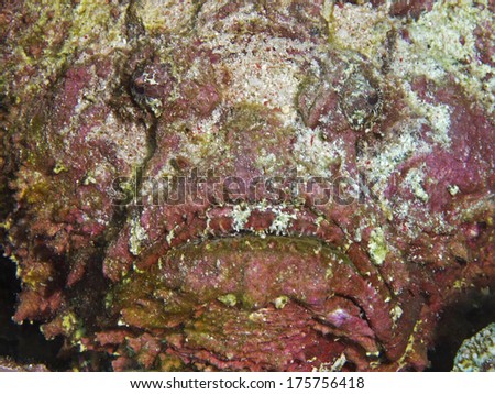 Stone fish eyes mouth pink egypt red sea