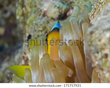 fish Anemone fish clown fish egypt red sea diving
