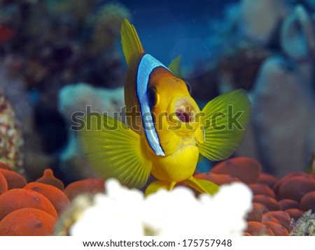 Anemone Fish fish clown fish mouth open  red anemone