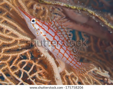 long nose hawk fish egypt red sea coral garden table coral