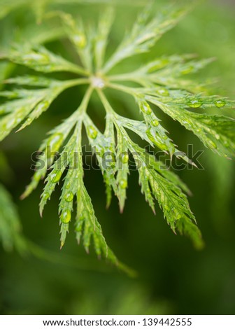 Japanese Maple Leaves in Macro with Raindrops on Green Natural Background - shallow depth of field with focus on raindrops