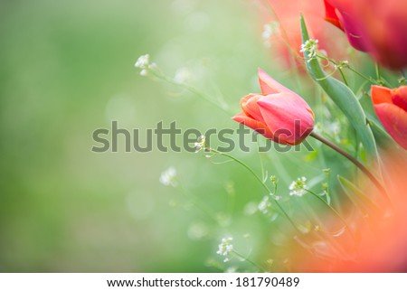 Orange tulips with blurred foreground