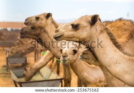 Camels feeding at the Al Ain Camel Market in United Arab Emirates