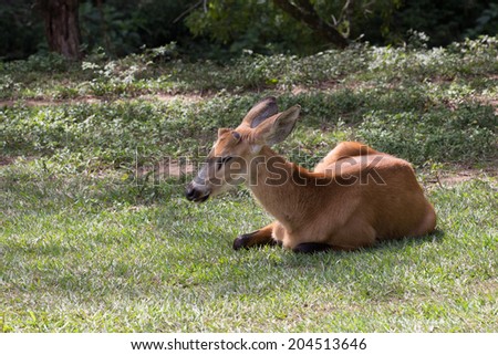 A marsh deer taking a nap at zoo.