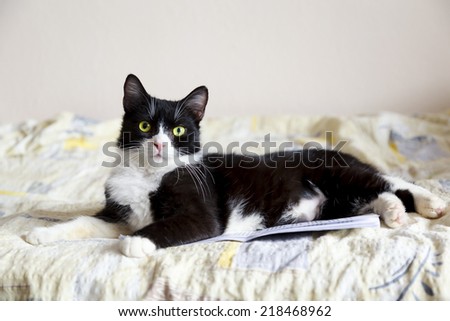 Adorable short hair black and white cat lying in bed on a pile of documents.