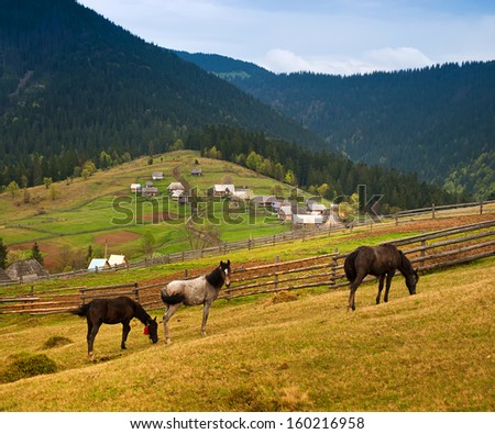 Horses and fence along a country road in village. Carpathians, Ukraine.