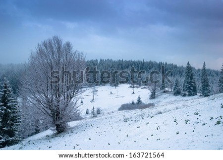 Beautiful winter landscape with snow covered trees. Carpathians, Ukraine.