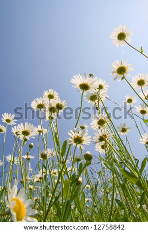 Golden daisies close-up against clear blue sky.
