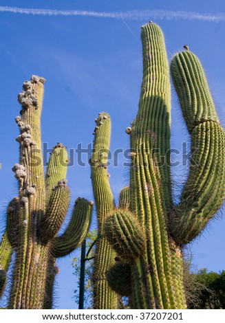 Giant desert Cactuses (cacti) against blue sky.