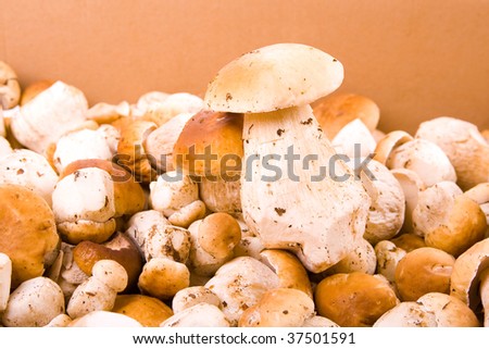 Cartboard box, full of tasty fresh mushrooms (boletus).
