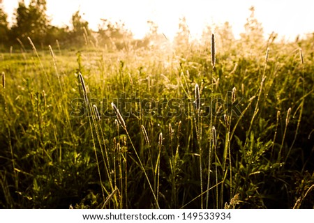 Sunset in the field, high grass