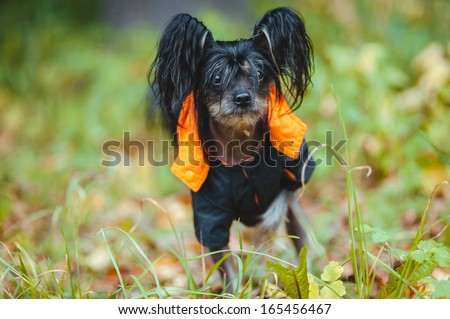 small dog in overalls walks in the Park