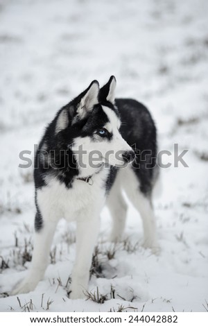 siberian husky dog with blue eyes outdoor in winter