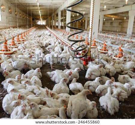 Poultry farm (aviary) full of white chickens