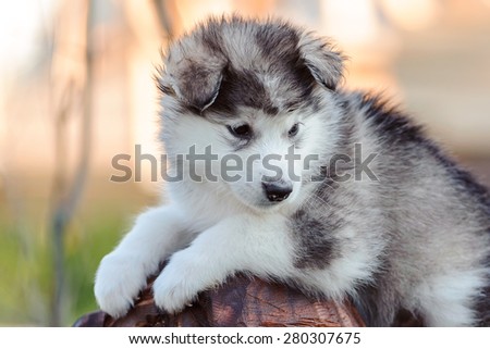 cute puppy of alaskan malamute dog in summer