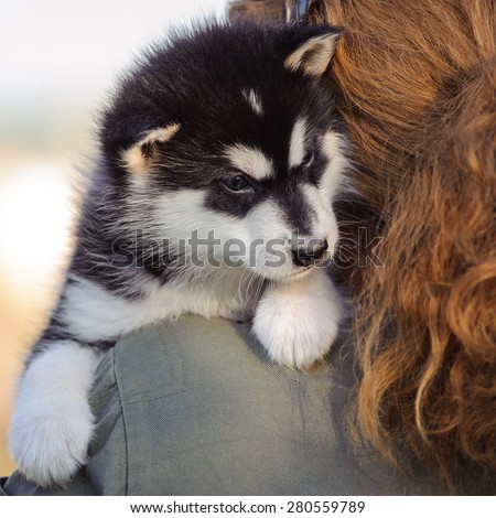 cute puppy of alaskan malamute dog in  hands of owner