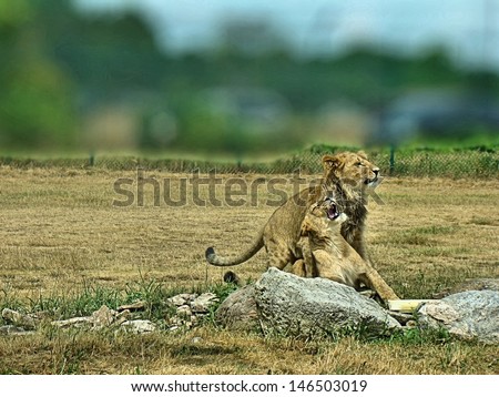 African Lions - Canada, Ontario, African Lions Safari